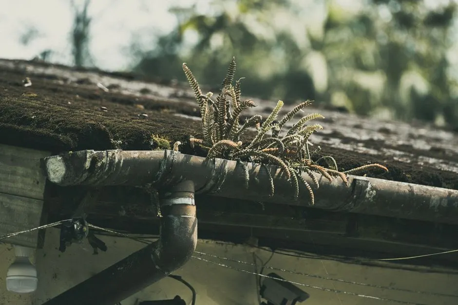Ferns growing on a mossy roof in São Paulo create a rustic, natural scene.